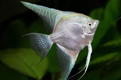 Скалярия Серебряный Диамант, ML